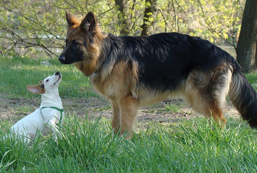 Nounou Dog – Garderie pour chien à la journée