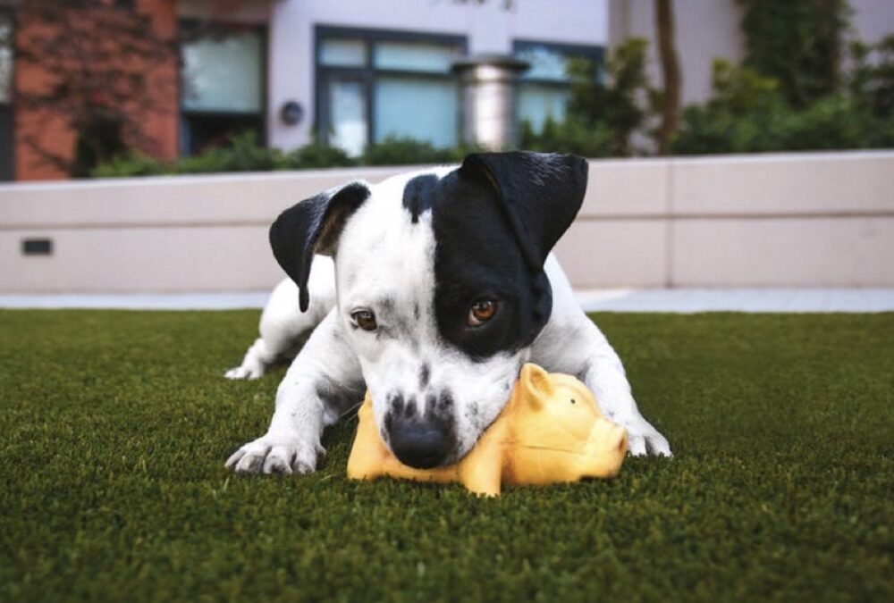 Visite comportementale à domicile